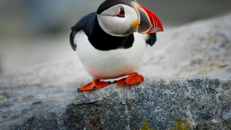 Hilltop Animal Hospital: Your Trusted Palatine Veterinary Clinic