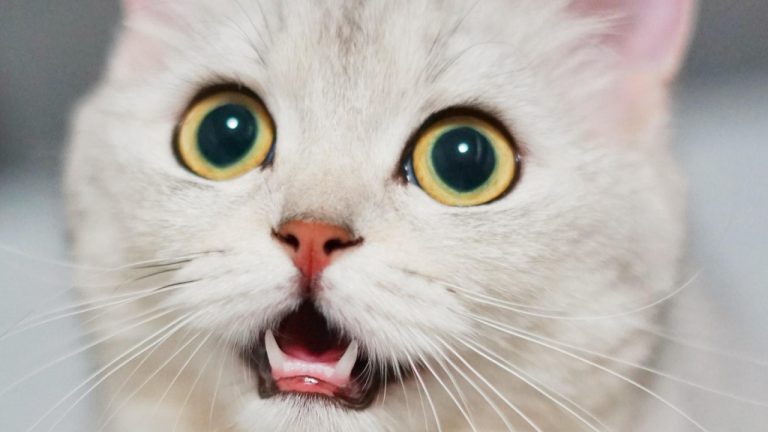 Calm & Cozy Cat Wrap: The Perfect Solution for Anxious Pets