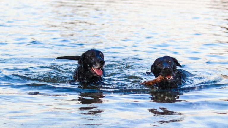 Discover the Benefits of Chroniquin Chews for Dogs