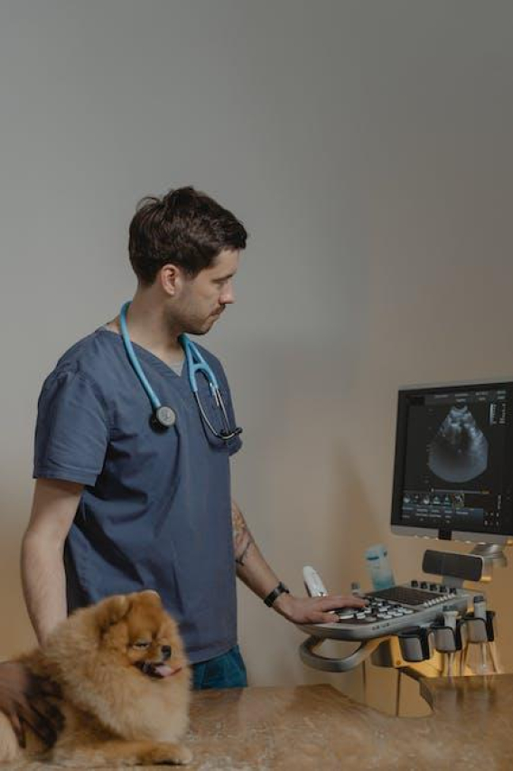 Top Veterinary Ultrasound Machines: A Complete Guide