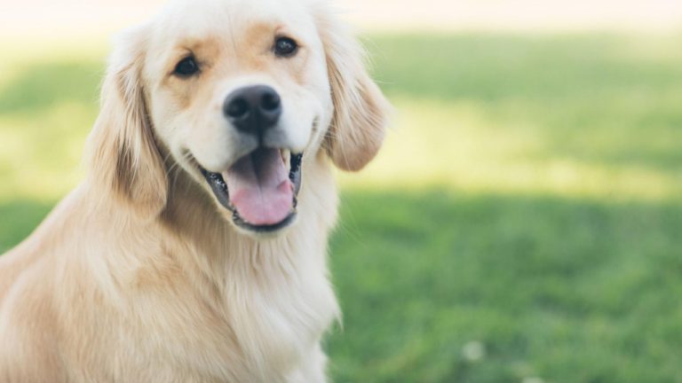 Why Is My Dog’s Mouth Dry? Common Causes and Solutions
