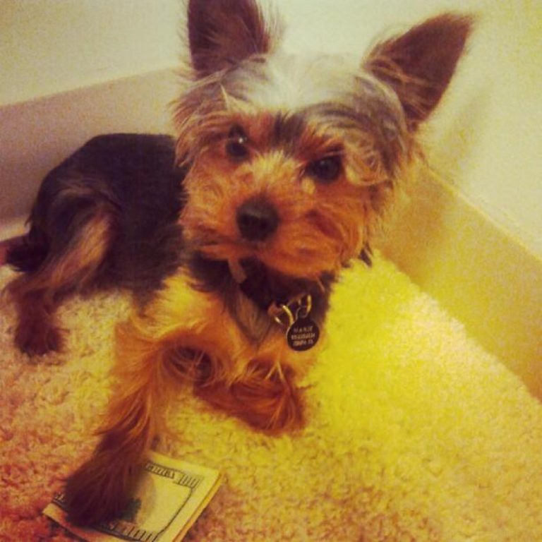 Understanding Maxi/Guard: Benefits and Uses