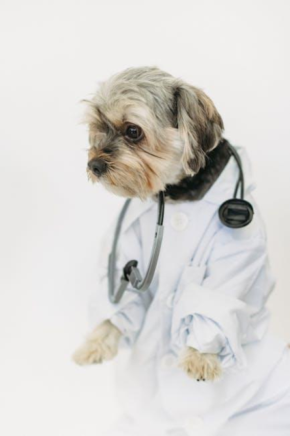 10 Surprising Veterinarian Facts You Didn’t Know