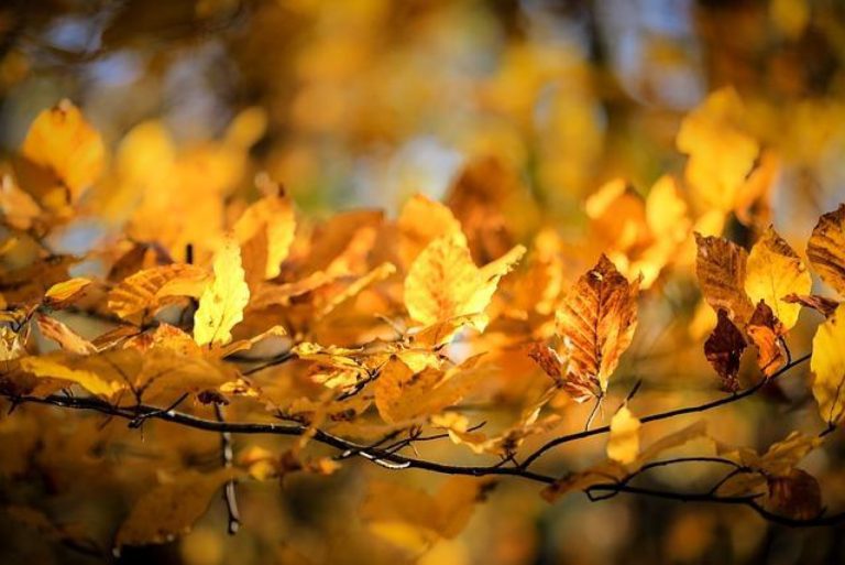 Understanding Bausch and Lomb Polymyxin B Sulfate and Trimethoprim Uses