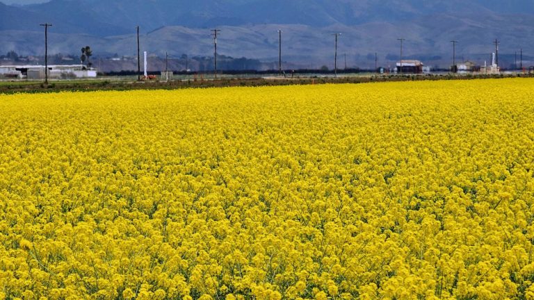 Panoquell-CA1: The Ultimate Guide to this Innovative Health Supplement