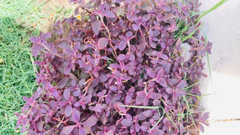 Exploring the Benefits of Ketamine 100mg/ml for Treatment