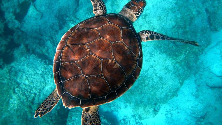 Animal Care Center of Aurora Reviews: What Pet Owners Need to Know