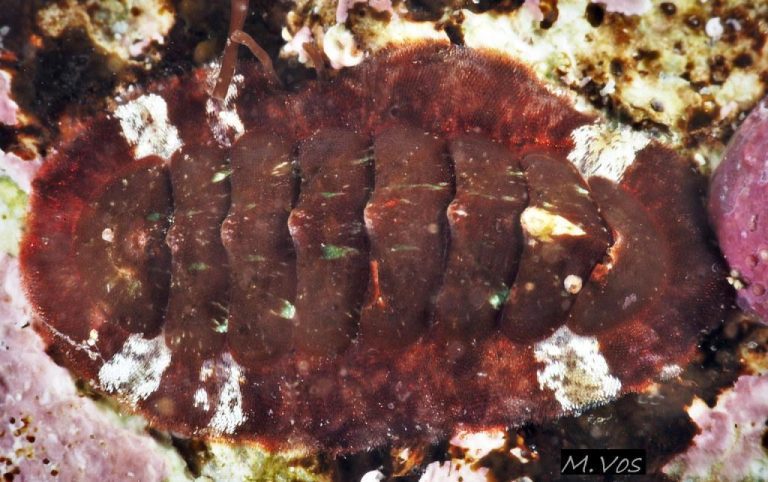 The Benefits of Using a Curved Suture Needle