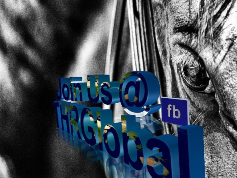 Can Banamine Harm Dogs? What Pet Owners Need to Know