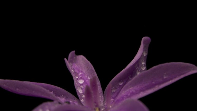 Top Smells That Deter Dogs: A Complete Guide