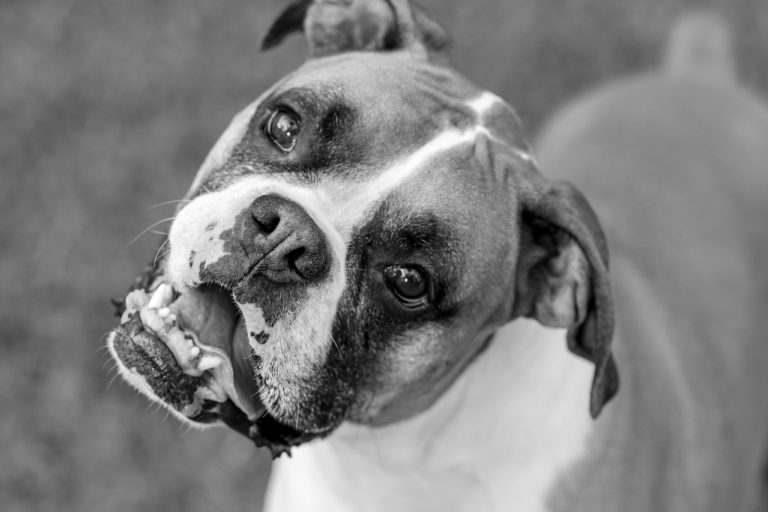 Managing Senior Dog Urinary Incontinence: Tips for Pet Owners