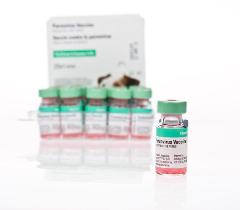 Nobivac Canine 1: What You Need to Know