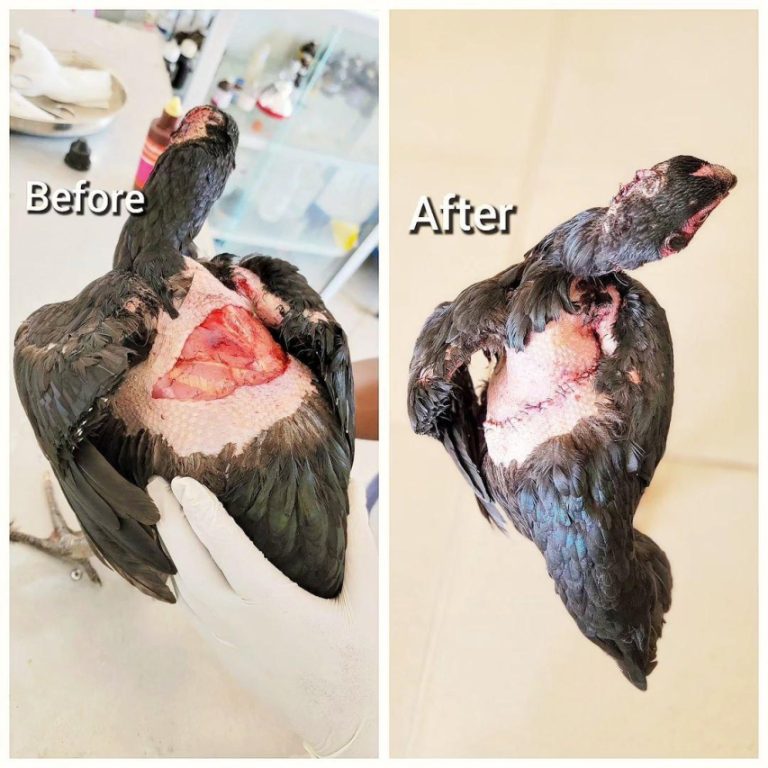 Understanding Leptospirosis in Horses: Causes, Symptoms, and Treatment