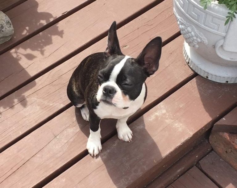 Managing Boston Terrier Skin Problems: Causes & Solutions