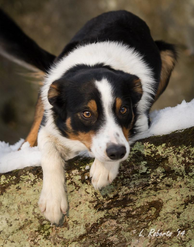 Understanding Panacur 10%: Uses, Dosage, and Benefits