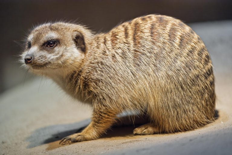 Tips for Long-Lasting Face Makeup