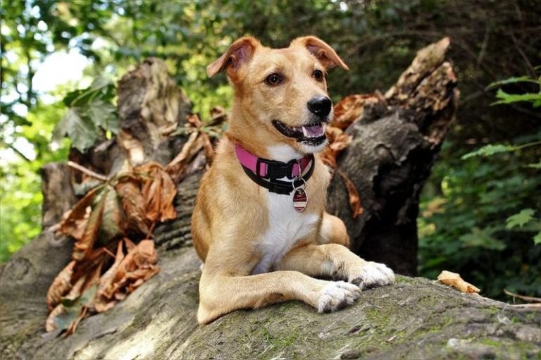 Discover the Benefits of Denamarin Advanced Chewable for Your Pet