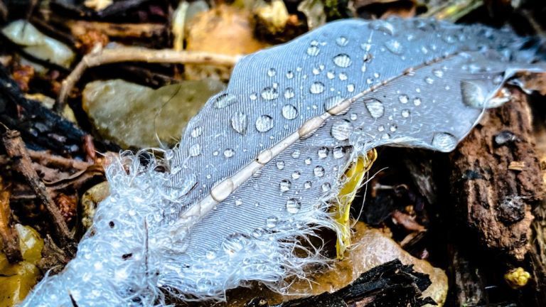 The Benefits of Hydrophobic Cat Litter: Keeping Your Cat’s Environment Dry