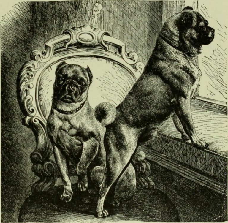 10 Dog-Repellent Scents: Keep Your Pup Away from these Smells