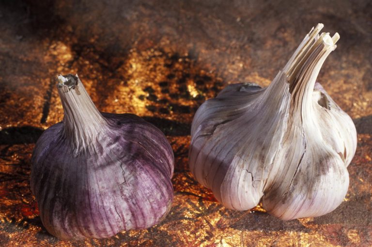 What Is Primor Used for in Dogs: A Comprehensive Guide