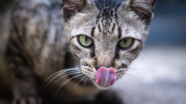 Can a Dehydrated Cat Urinate? Understanding Feline Hydration
