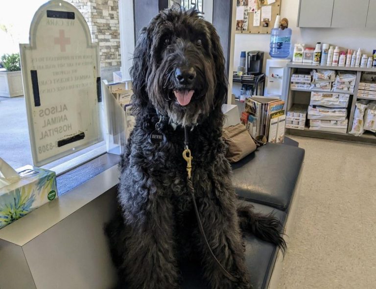 Where to Buy Cytopoint: Finding the Best Option for Your Pet