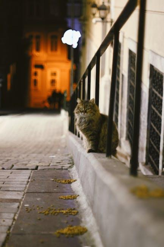 CET Aquadent Side Effects: What You Need to Know