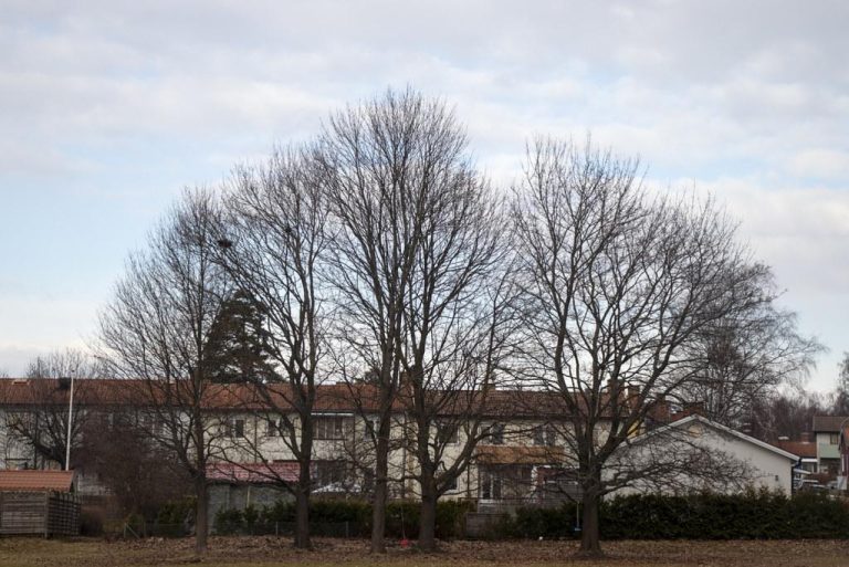 Comparing Flea, Tick, and Heartworm Medicines: The Ultimate Chart