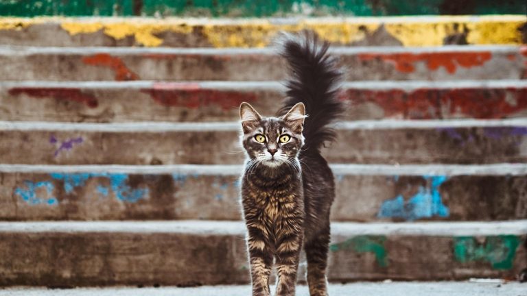 Quality Veterinary Oxygen Cages for Sale – Find a Solution for Your Practice