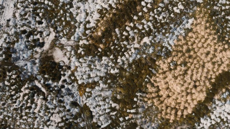 What scents do dogs hate? Essential tips for pet owners