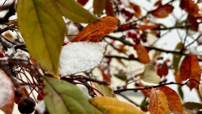 Pewaukee Vet Services: Comprehensive Care for Your Pets