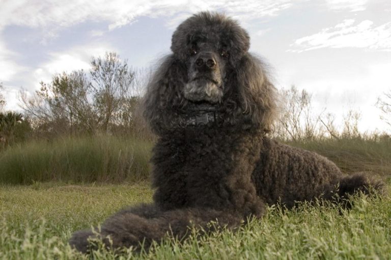 Exploring the Clavamox Generic Name: What You Need to Know