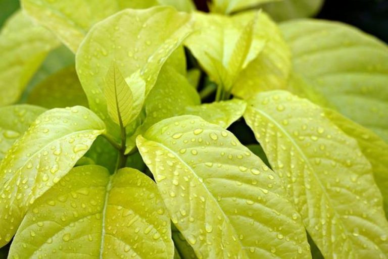 Comparing Greenies Healthy Indoor and Hairball Control for Cats