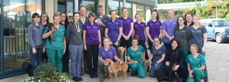 Discover the Value Vet Graceland: Quality and Affordable Pet Care
