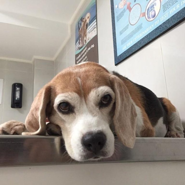 Simplicef 100 mg for Dogs: Uses, Dosage, and Side Effects