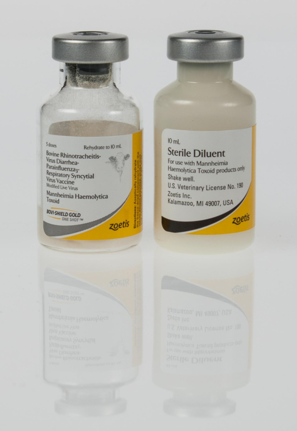 Discover the Benefits of Bovi-Shield Gold 5 for Livestock