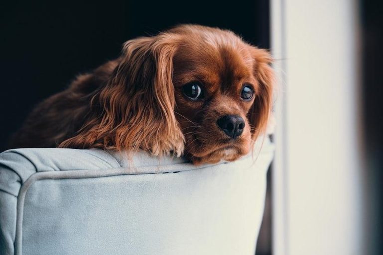 Sileo Gel Dosing: A Complete Guide for Pet Owners