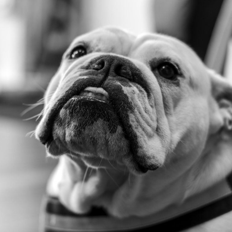 Common Dog Sinusitis Symptoms: Recognizing Signs of Sinus Infection