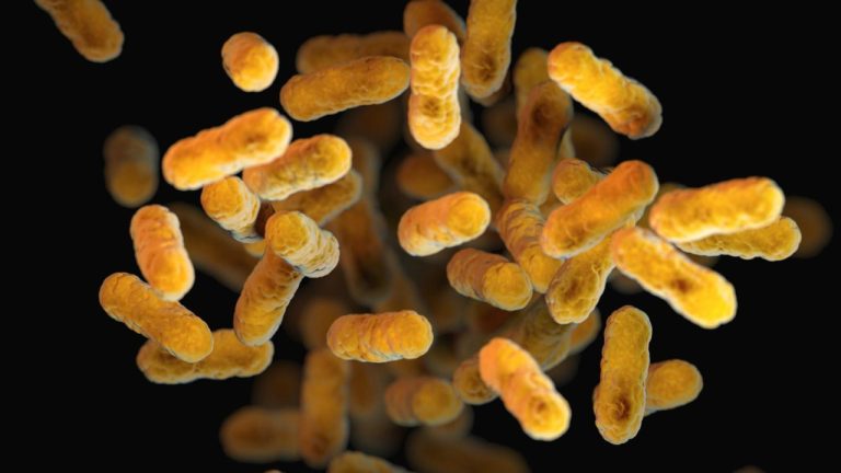 Bordetella Vaccine Oral: Everything You Need to Know