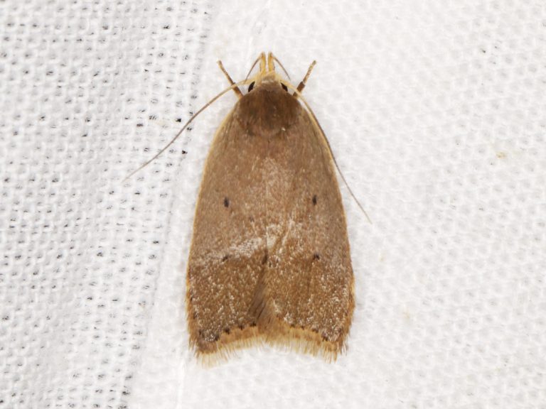 Concealing Face Scabs: Makeup Tips & Tricks