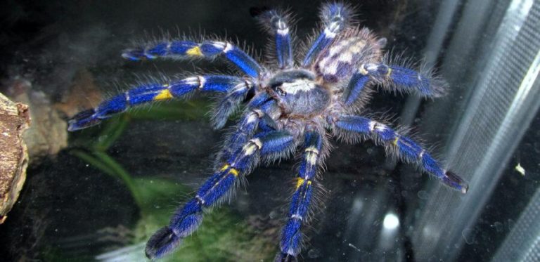 Managing a Spider Bite on Your Cat: Symptoms and Treatment