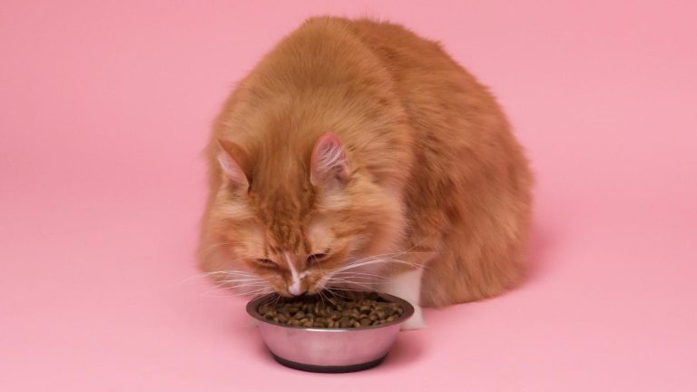 Uncovering Uncommon Cat Diseases: A Guide to Rare Feline Illnesses