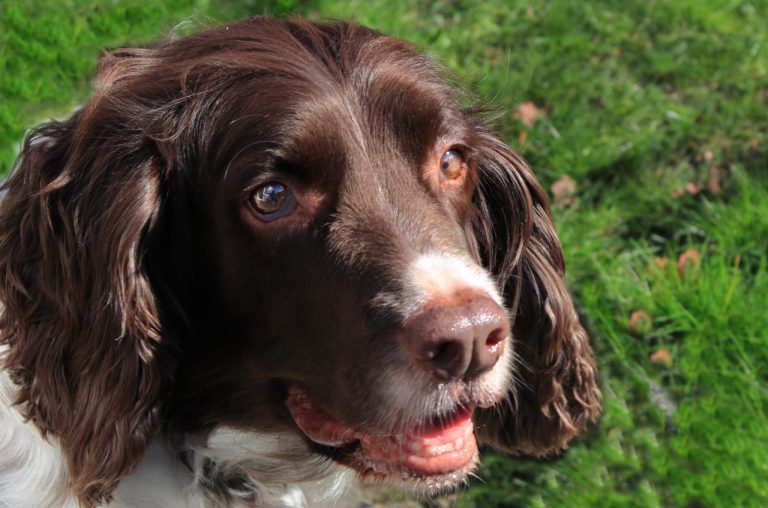 What Is a Mut Dog? Understanding the Mixed-Breed Canine