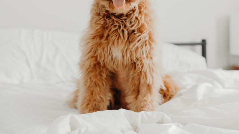 Safely Preparing Your Dog for Surgery: Tips for Putting Your Pet to Sleep