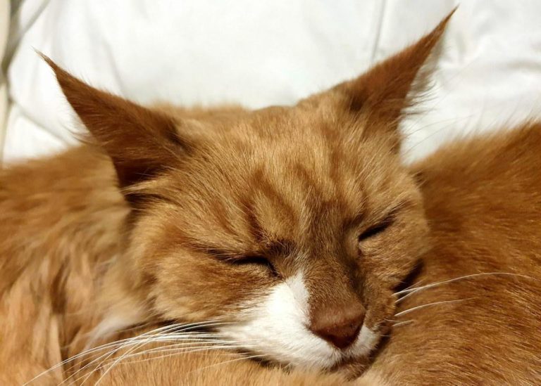 10 Fun Veterinary Facts You Probably Didn’t Know