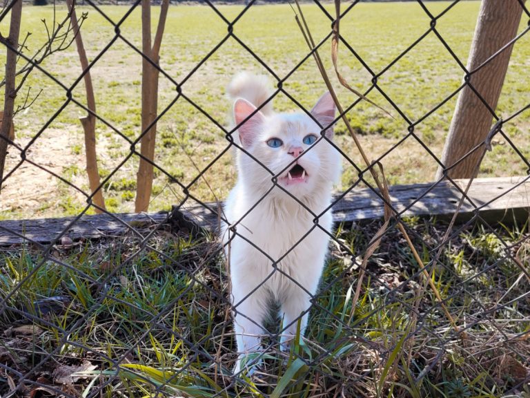 Enhance Green Eyes with the Best Eyeshadow Colors
