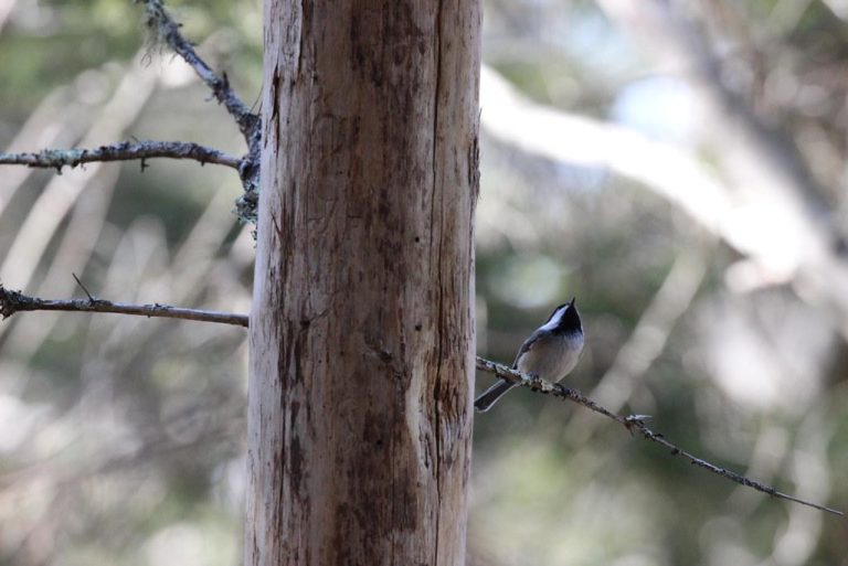 The Ultimate Guide to Small Animal Anesthesia Machines: Top Features and Benefits