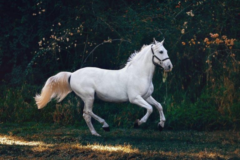 Maximize Savings with Bi-Equine Rebates: A Guide for Horse Owners