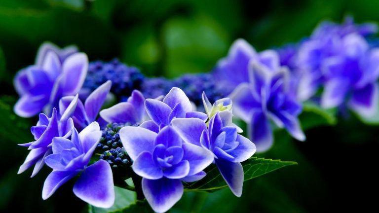 June 9th Holiday: Discovering the Significance of the Date