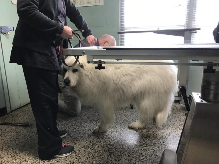 Understanding Galliprant for Dogs: 60mg Dosage and Uses